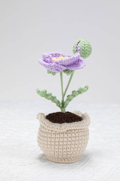 purple poppy