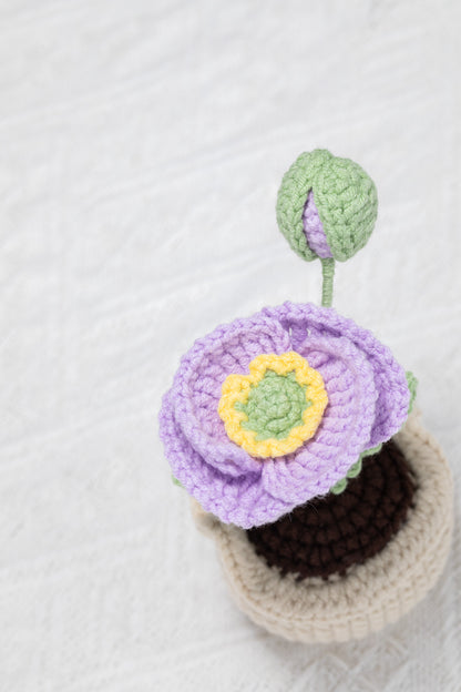 purple poppy
