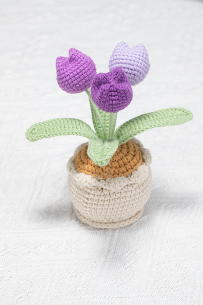 3 head purple tulip
