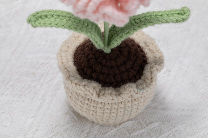 Carnation
