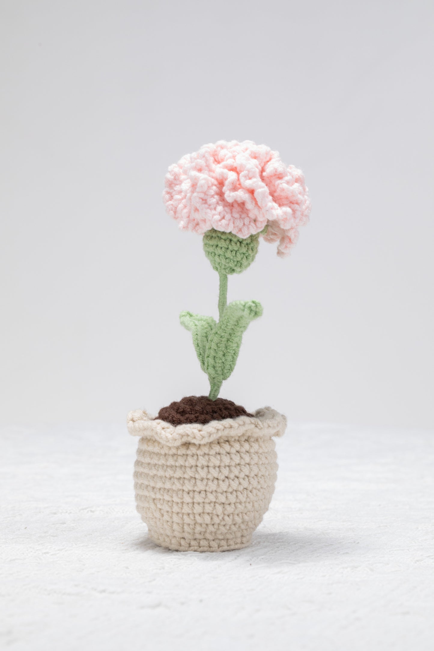 Carnation