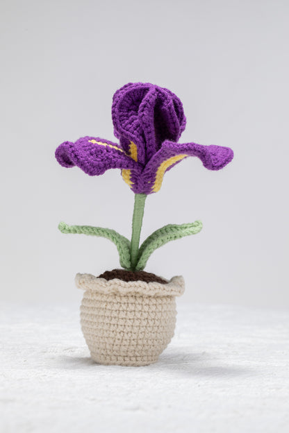 Iris