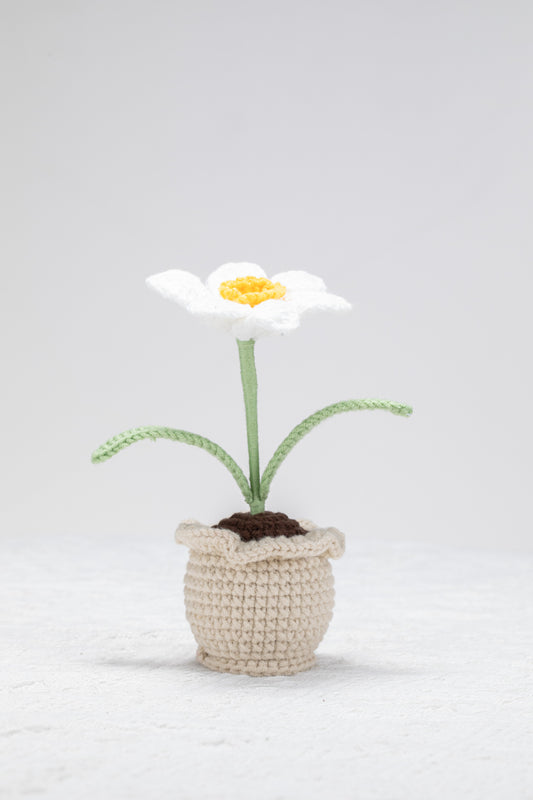 Daffodil