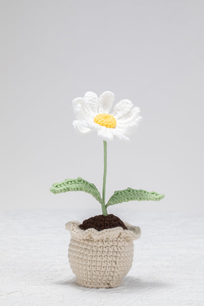 White daisy