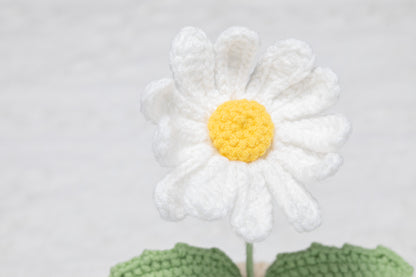 White daisy