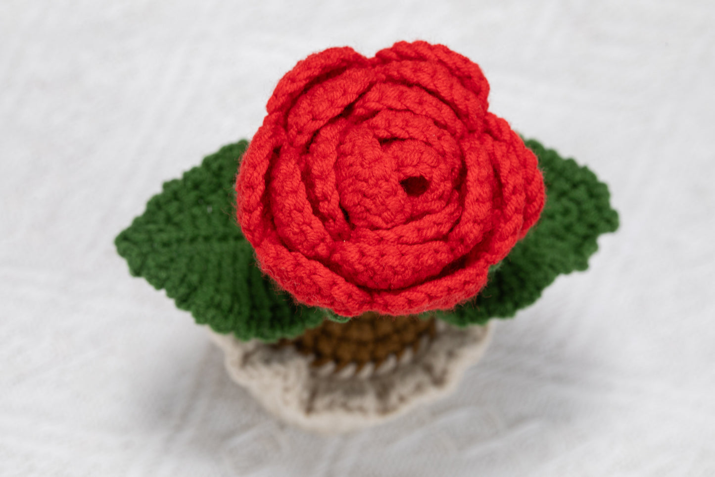 Red rose potted plant