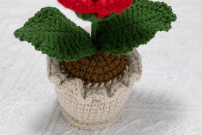 Red rose potted plant