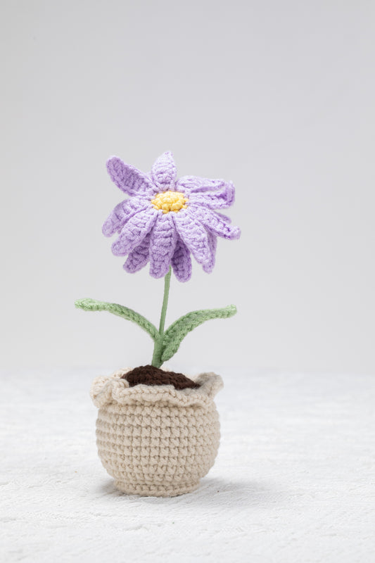 Aster
