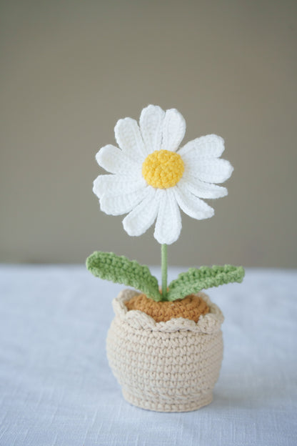 Daisy potted plant