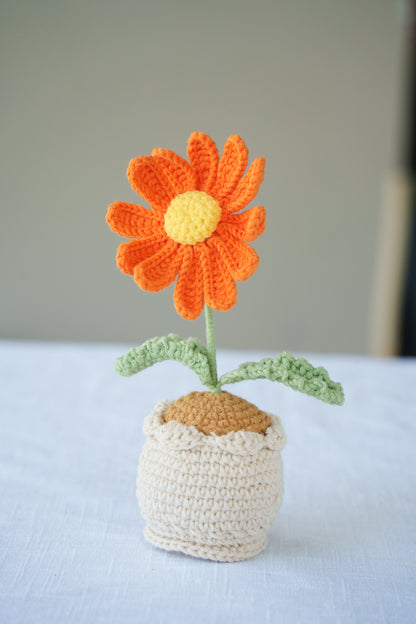 Daisy potted plant