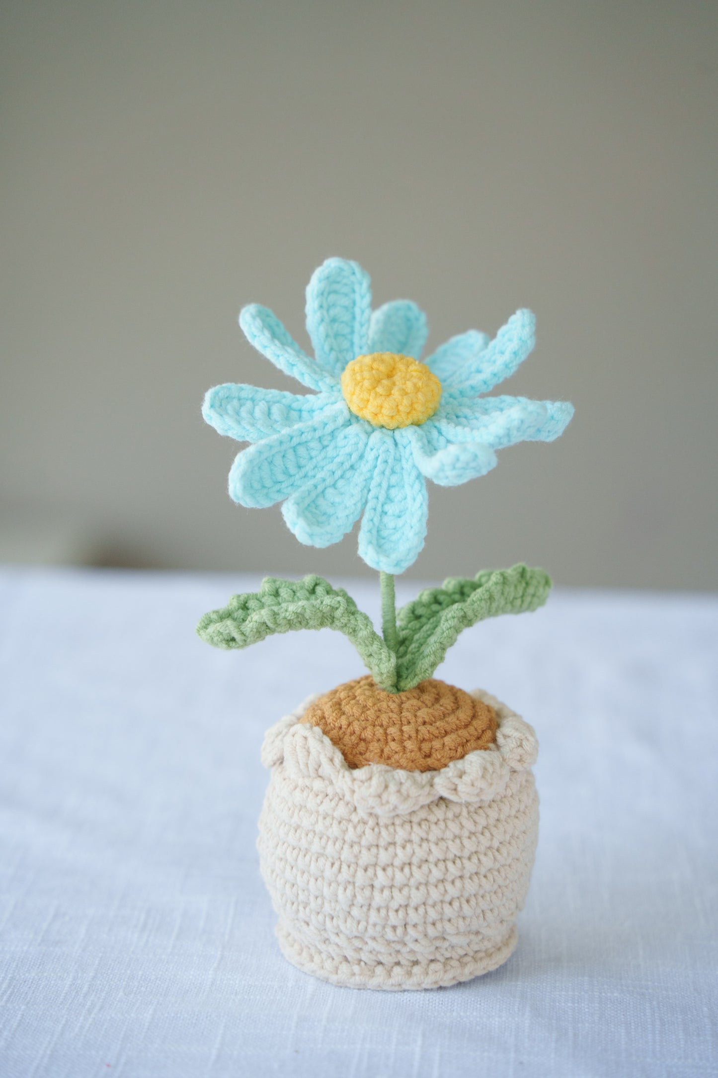 Daisy potted plant