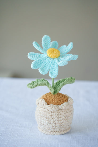 Daisy potted plant