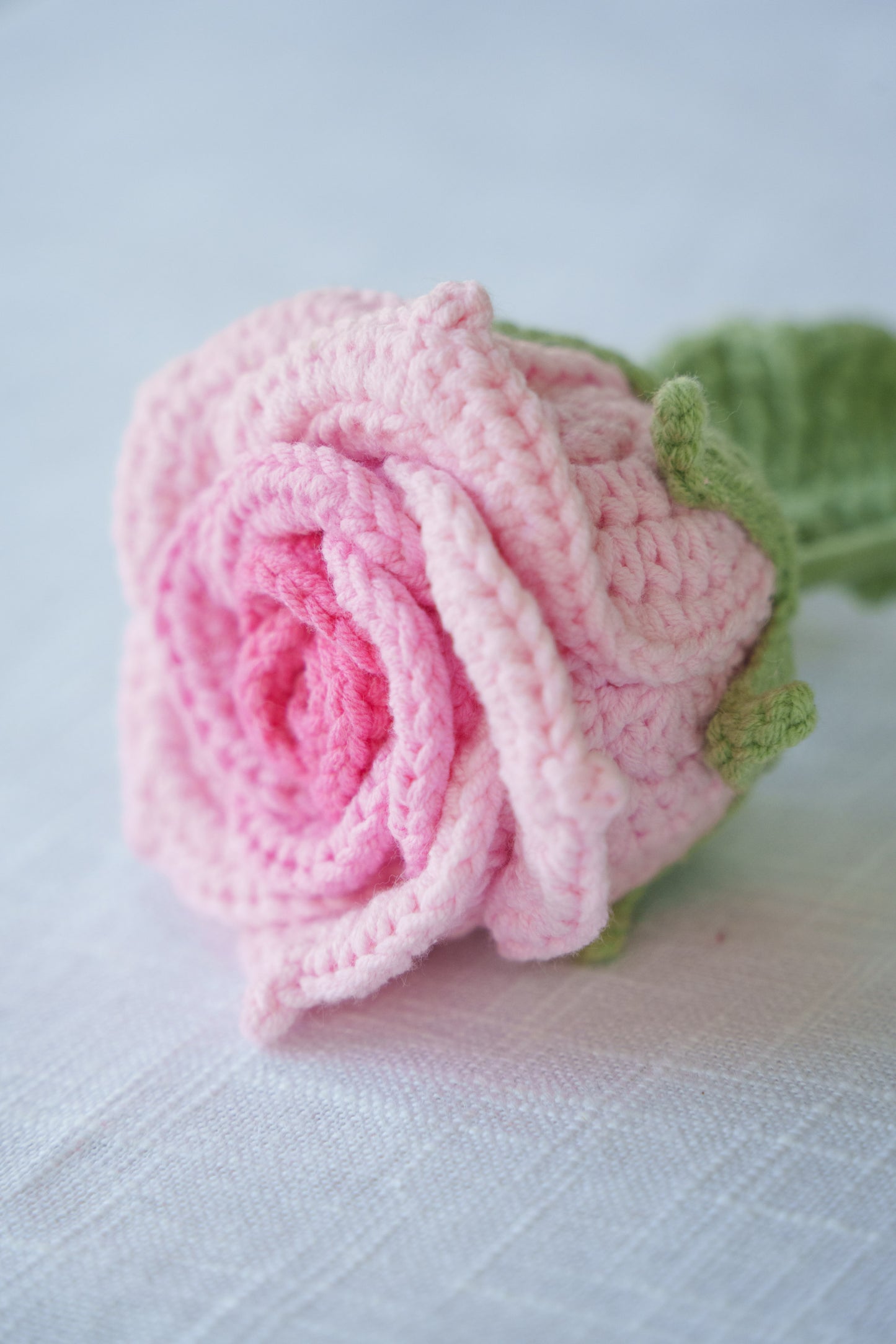 pink gradient thai rose