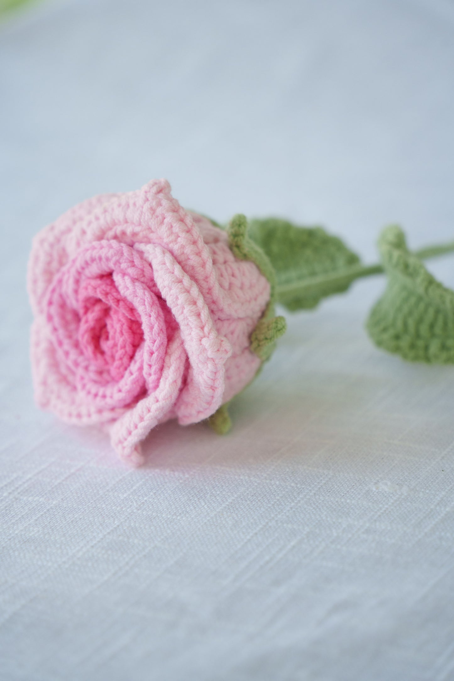 pink gradient thai rose