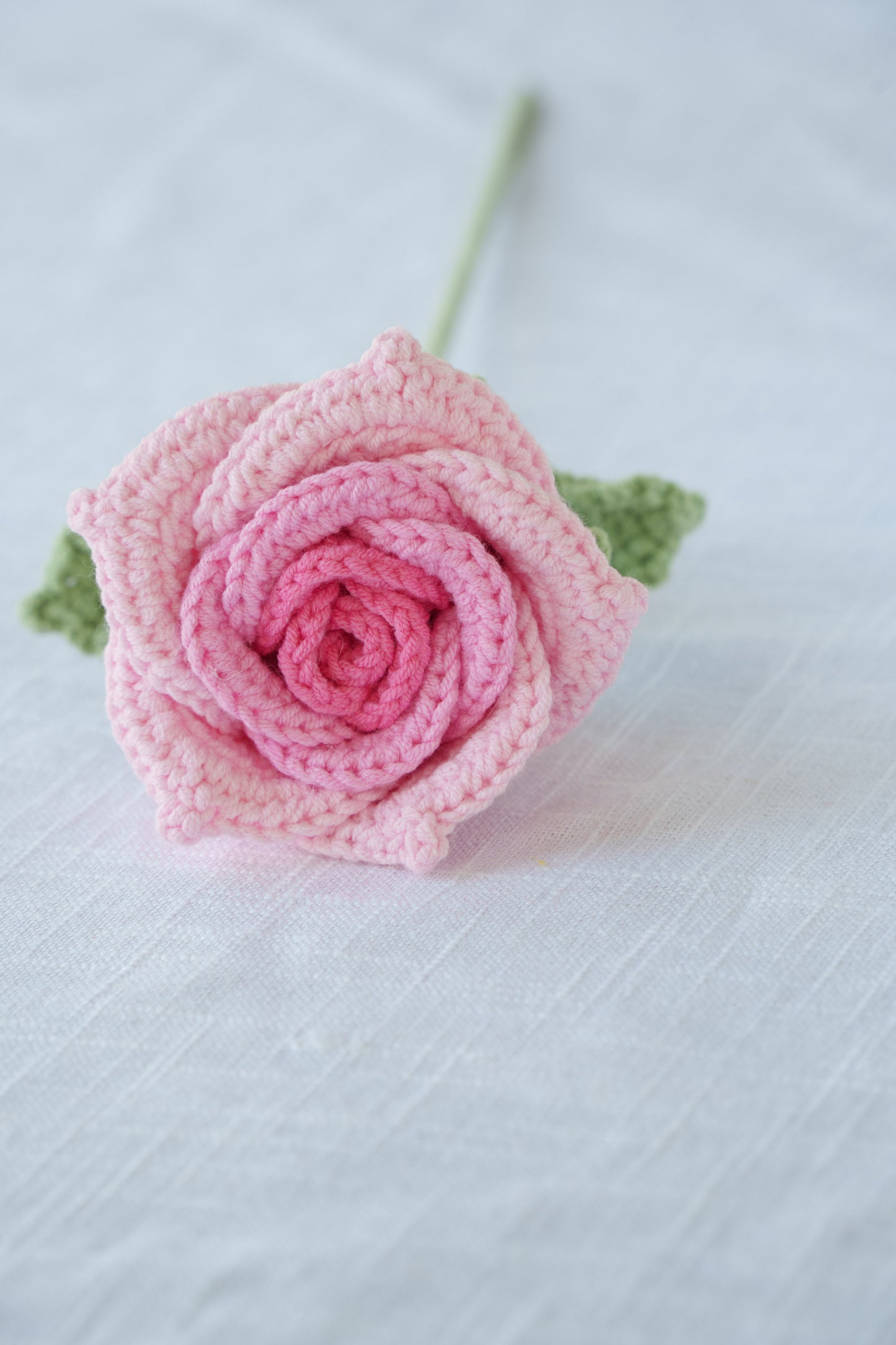 pink gradient thai rose