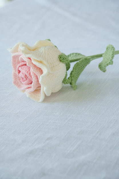 large pink gradient thai rose