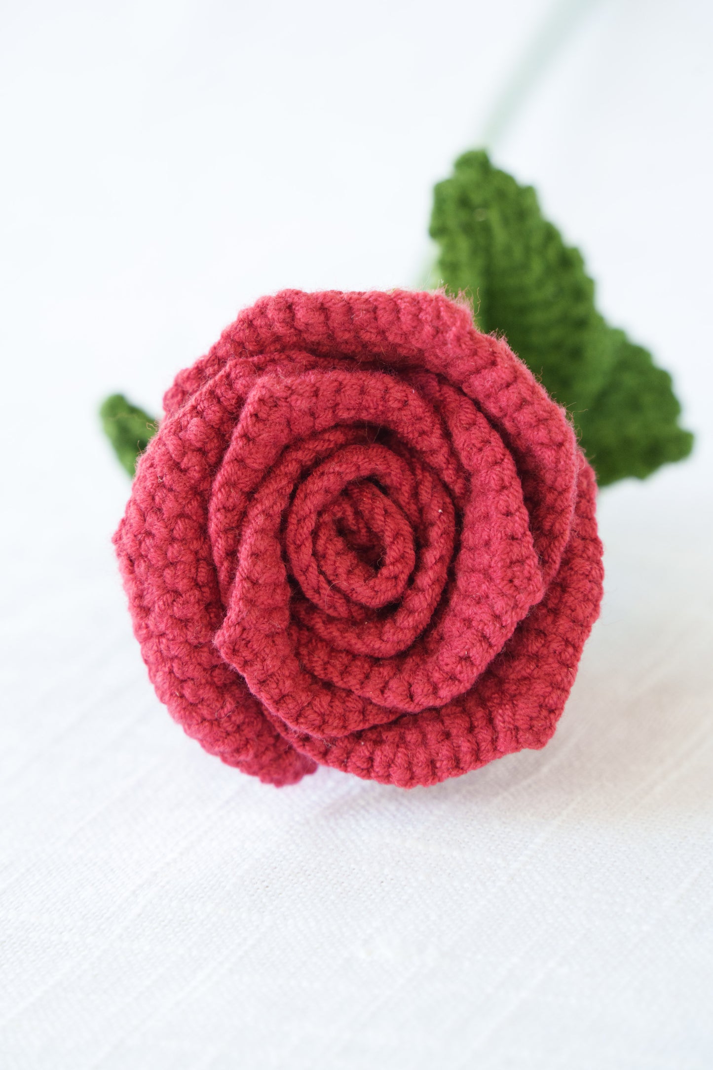 burgundy rose