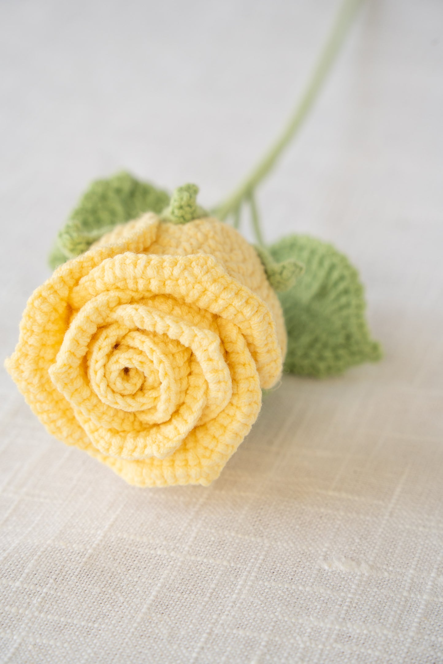 yellow rose