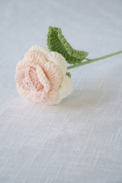 white pink rose