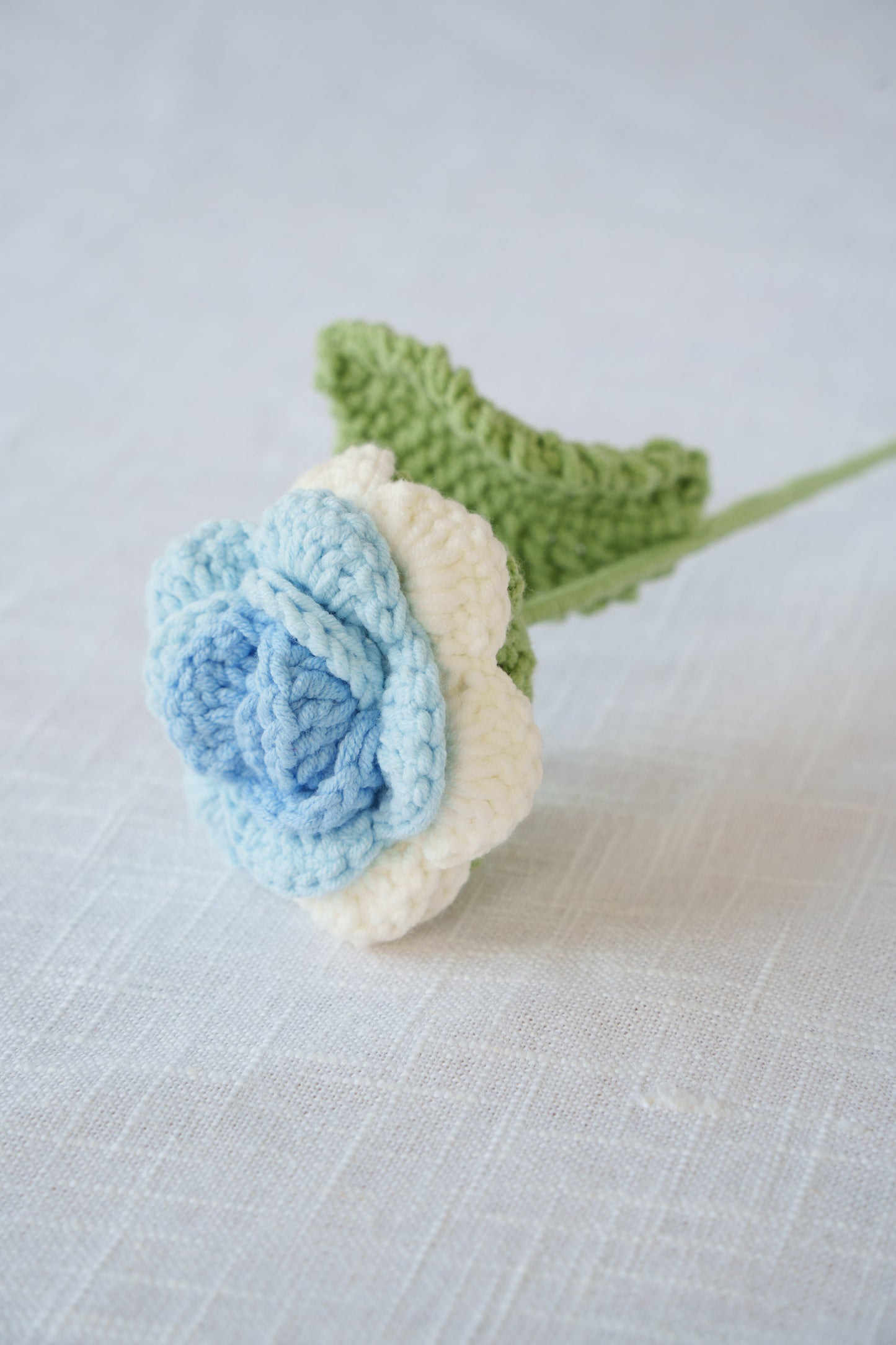 white blue rose