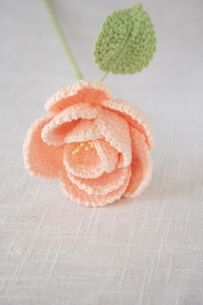 Pink French Rose