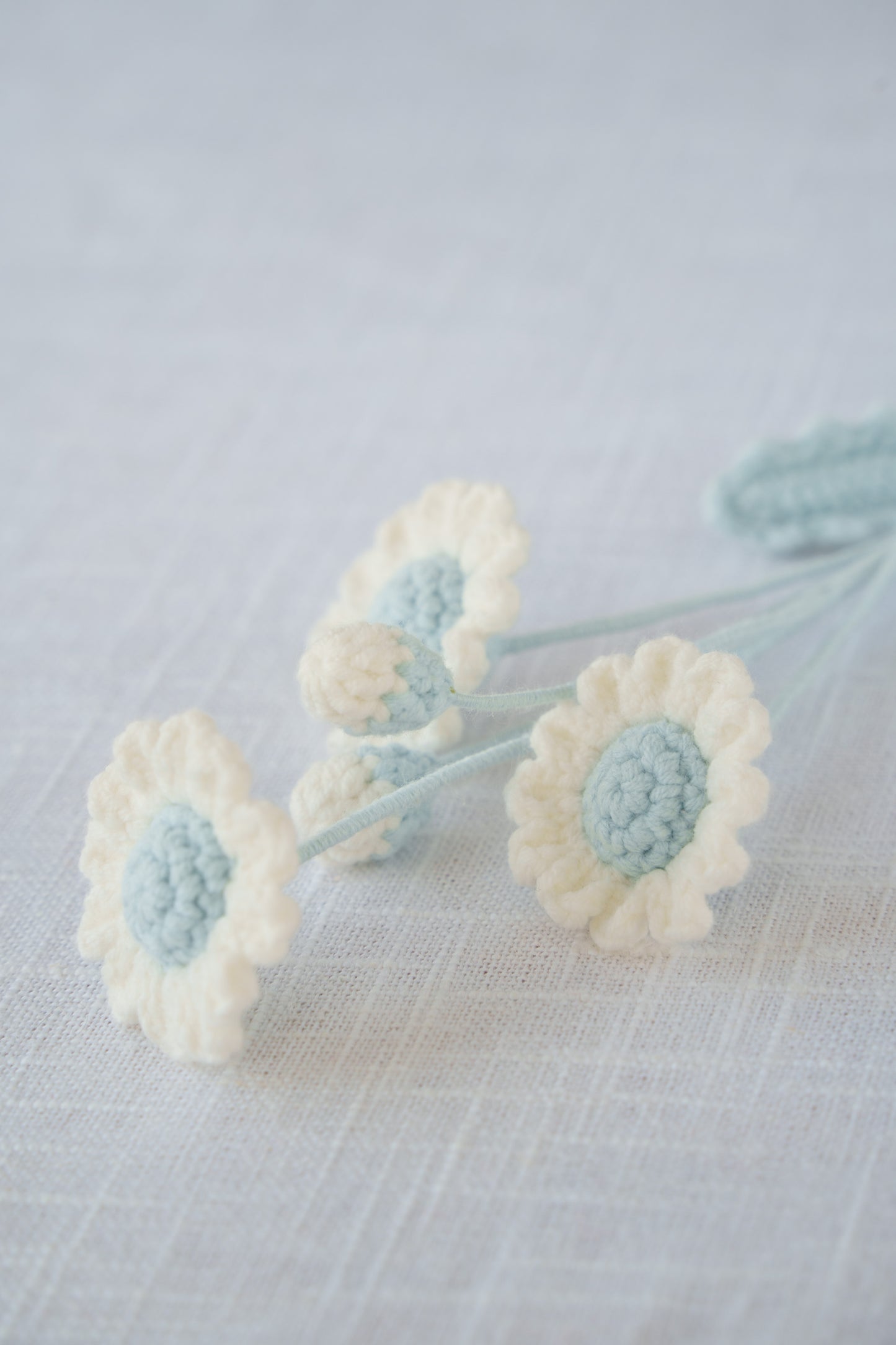 blue daisy