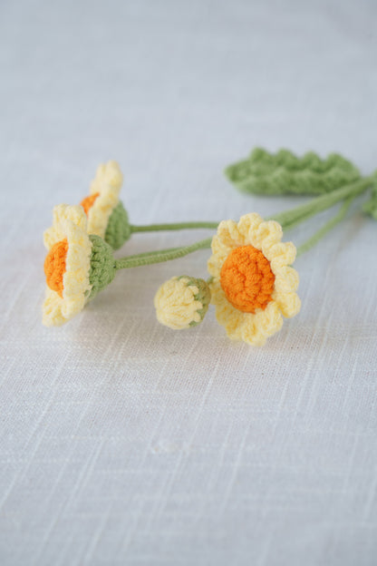 yellow and orange daisy