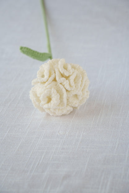 white carnation