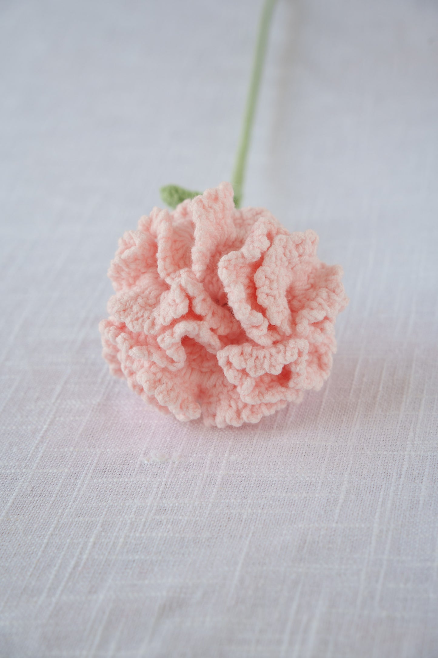 pink carnation