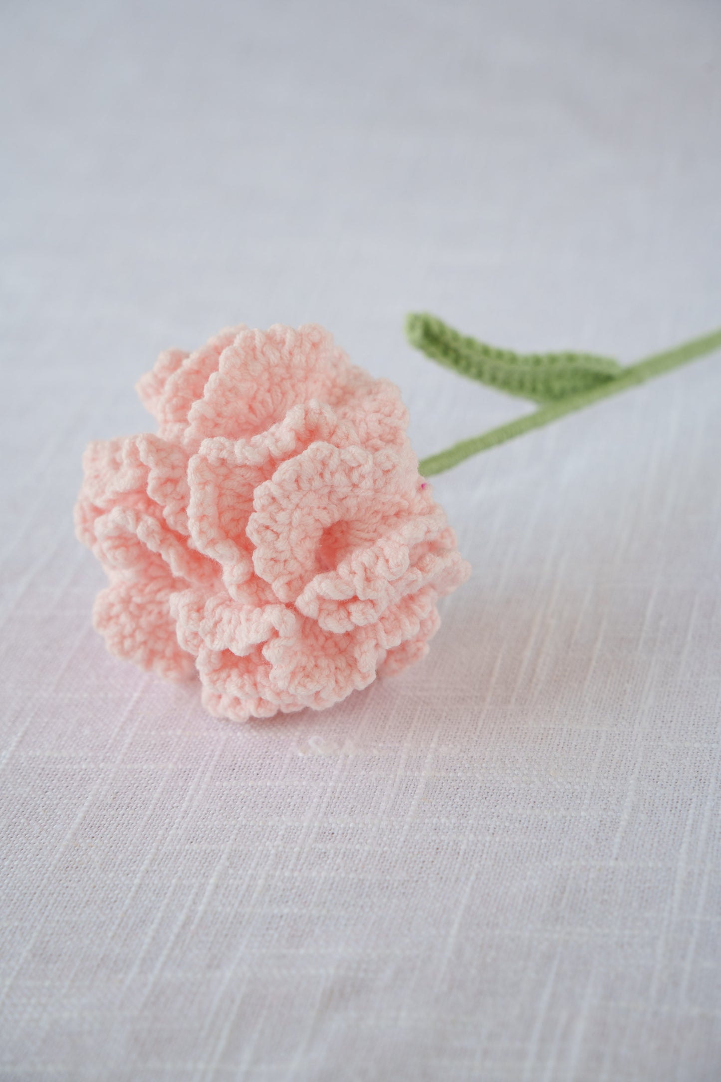 pink carnation