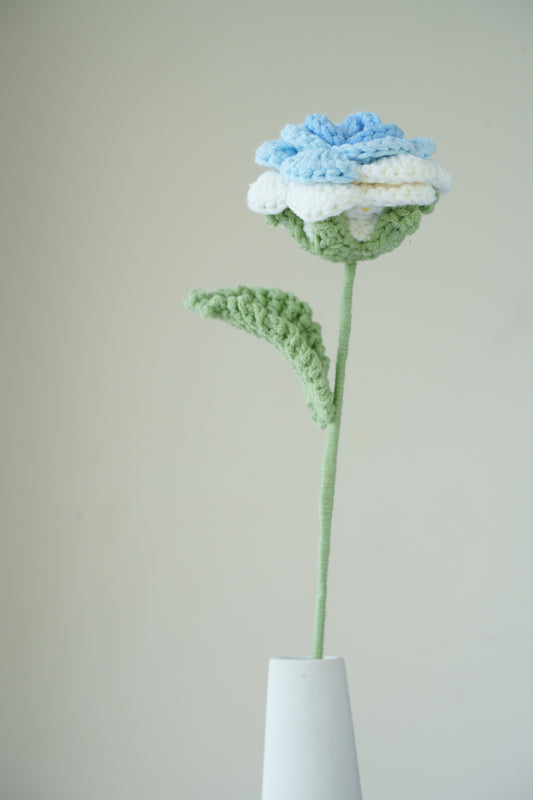 white blue rose