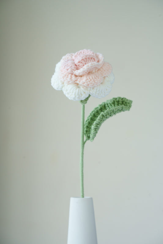 white pink rose