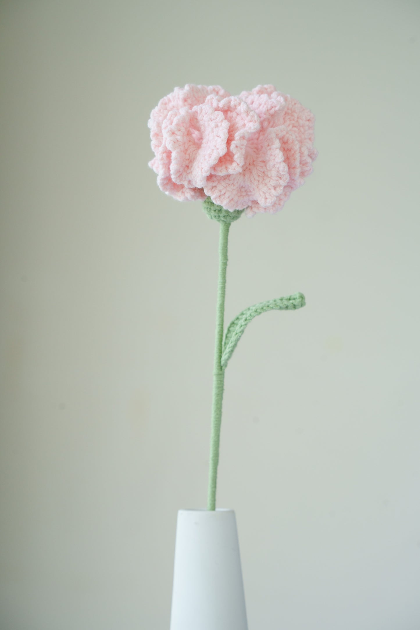 pink carnation