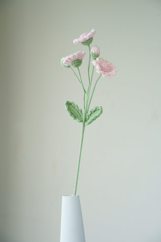 pink daisy