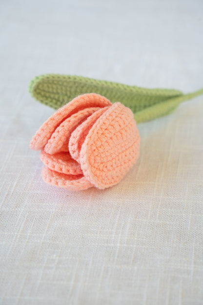 Pink Tulip