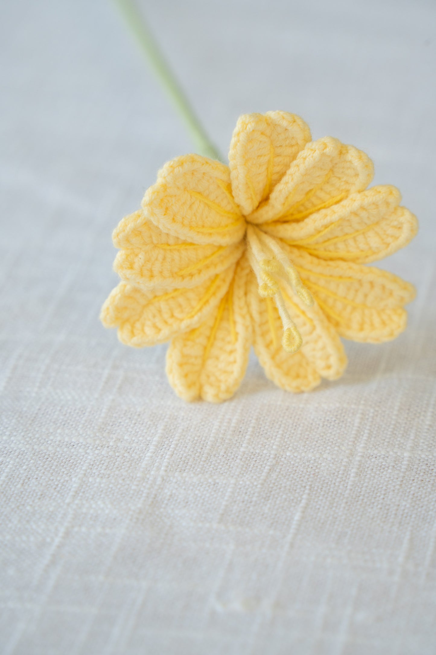 Yellow Lewisia