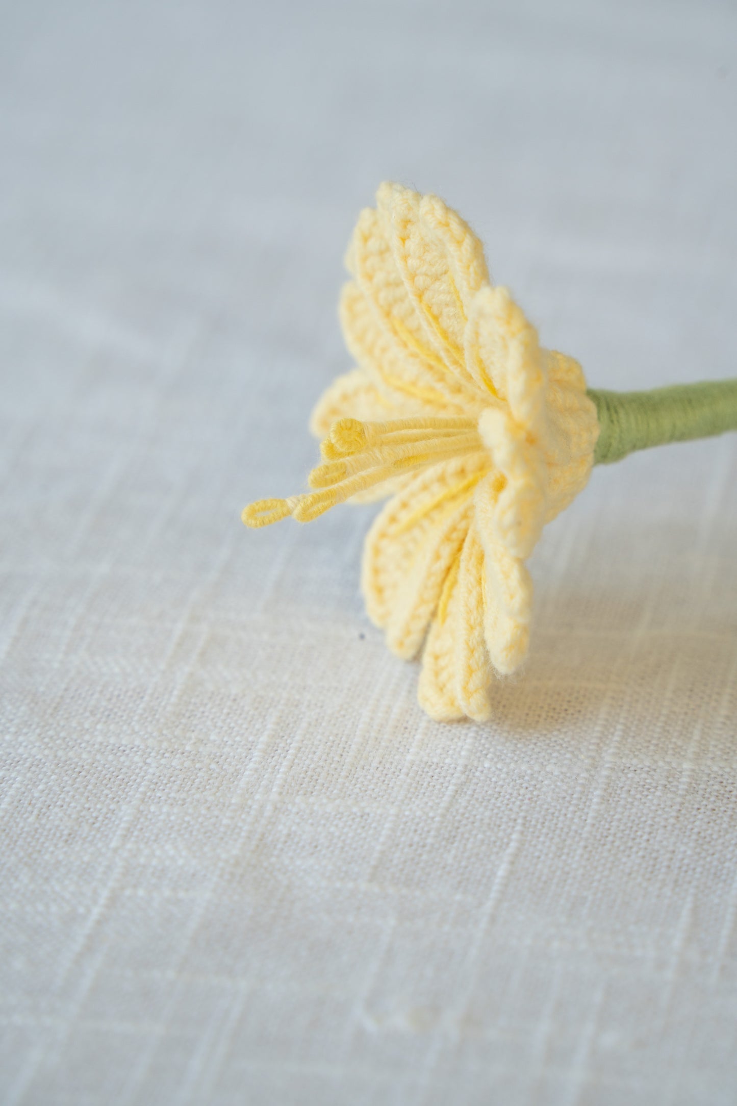 Yellow Lewisia