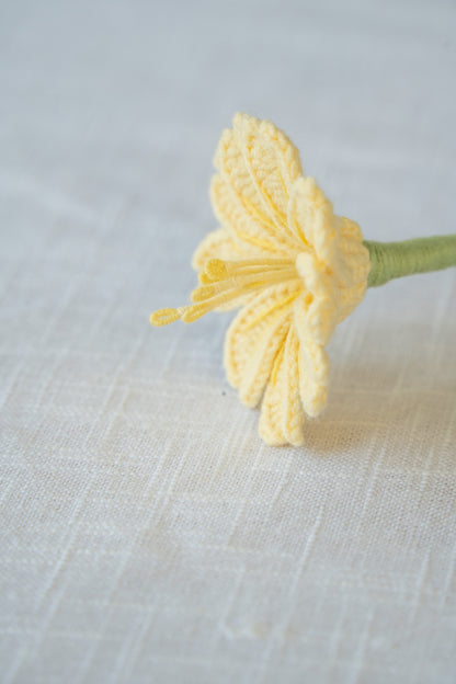 Yellow Lewisia