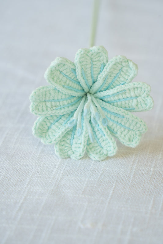 Light Blue Lewisia