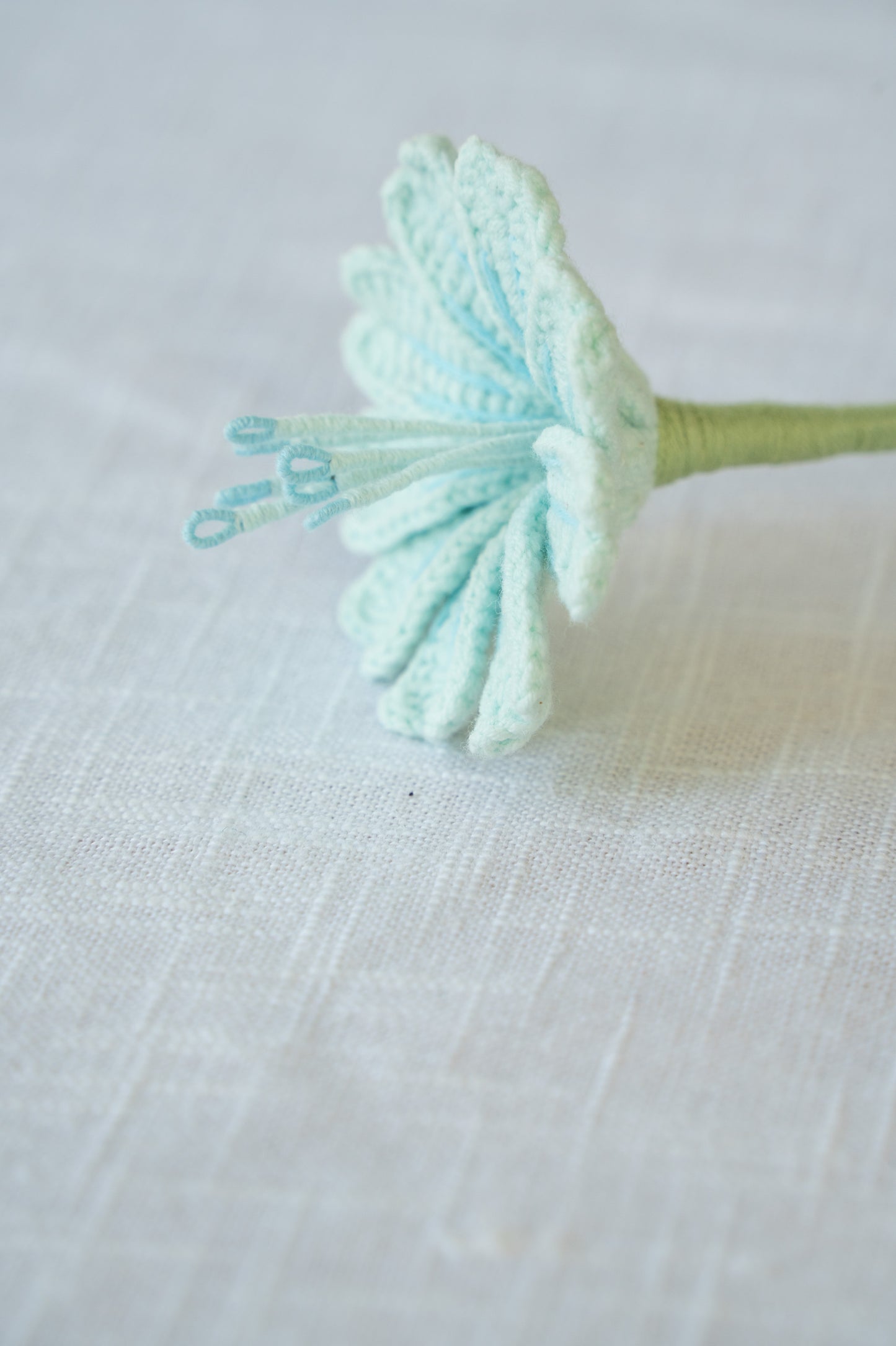 Light Blue Lewisia