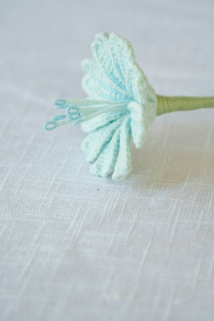 Light Blue Lewisia