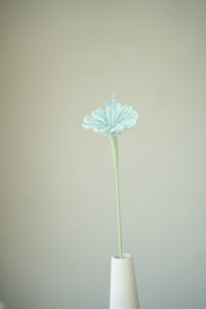 Light Blue Lewisia