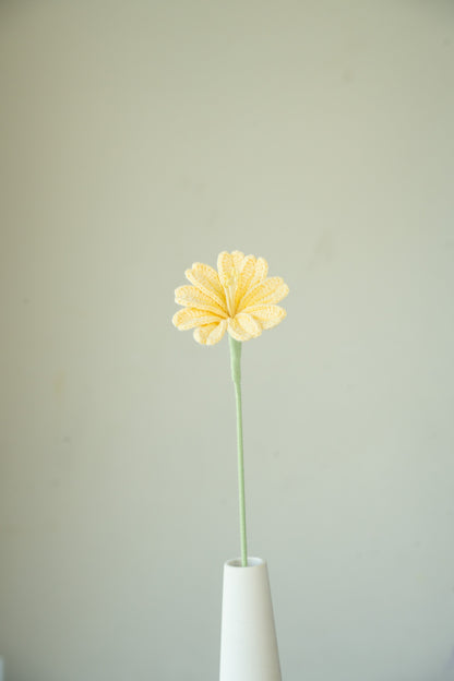 Yellow Lewisia