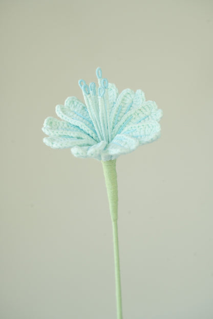 Light Blue Lewisia
