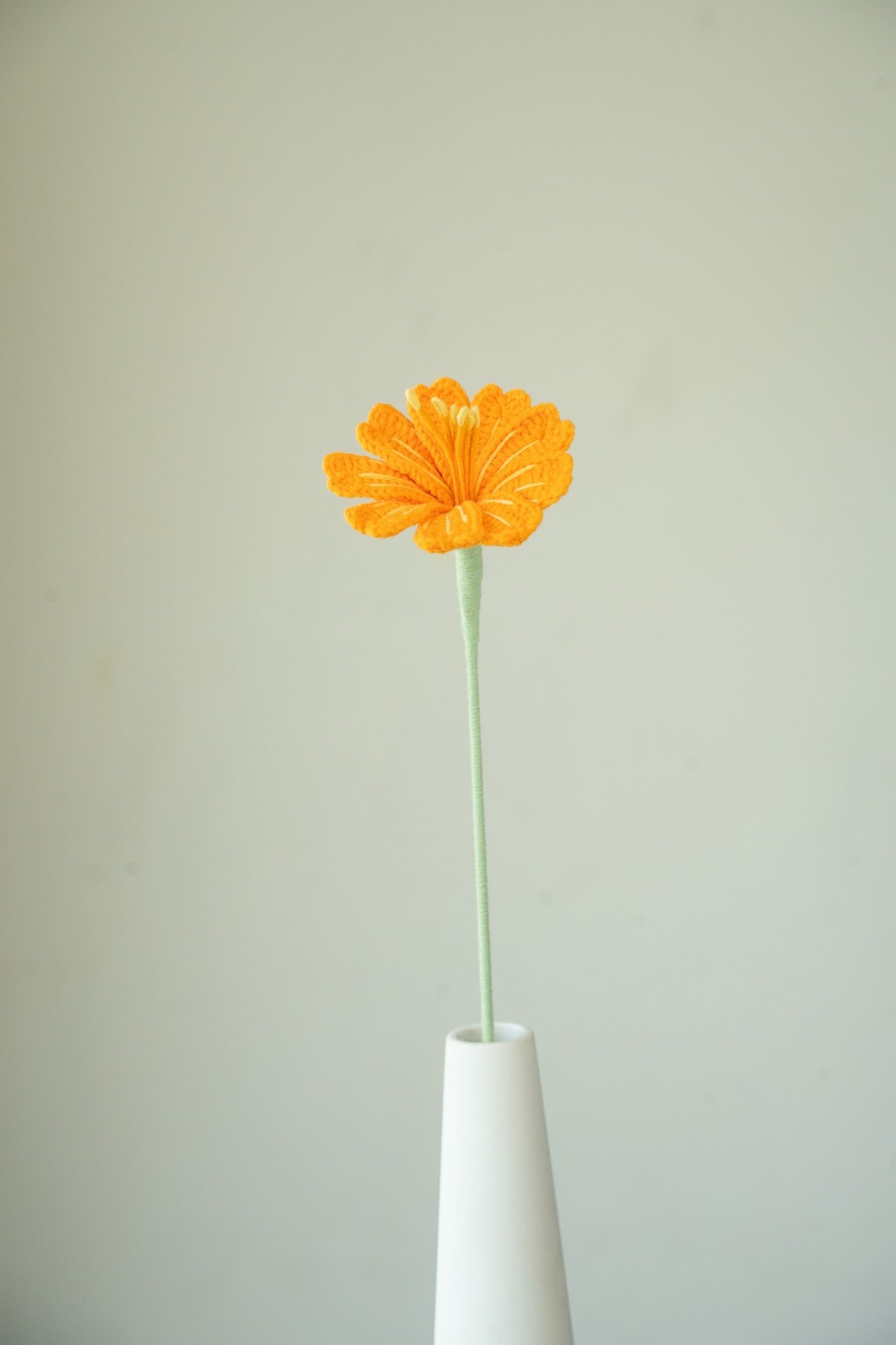 Orange Lewisia