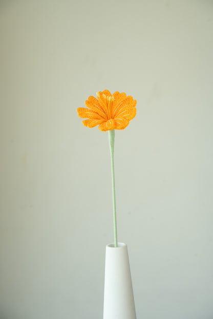 Orange Lewisia