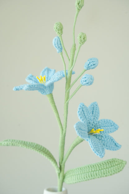 Blue Crocosmia Lucifer