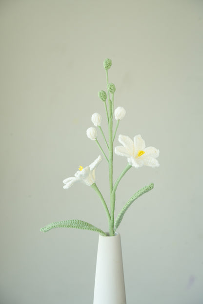 White Crocosmia Lucifer