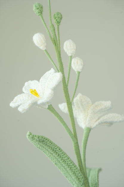 White Crocosmia Lucifer