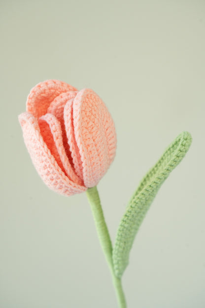 Pink Tulip